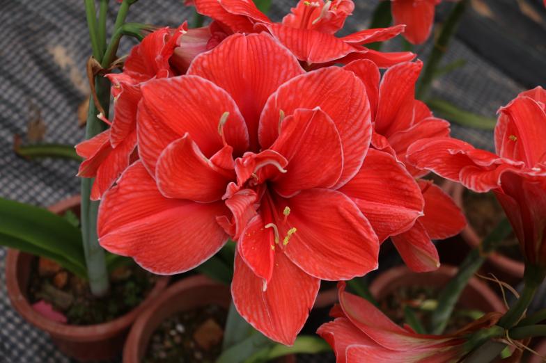 紅運(yùn)朱頂紅特寫(xiě)